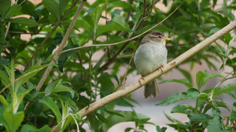  Vogel des Jahres 2015 -Sperling