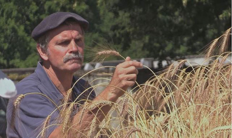 une sélection à portée des paysans, et à l'écoute des plantes (image film "Semences du Futur")
