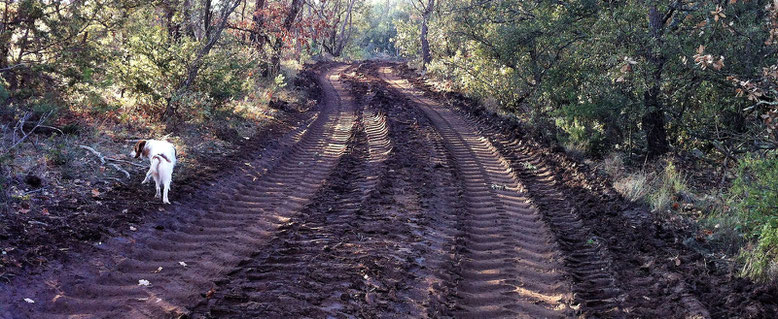 les coupes en forêt nécessitent le passage de gros engins (photo Didier Lesoil)