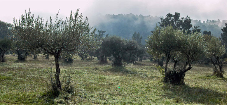 Oliviers à Sillans.  "En tant que plante, l'olivier produit ses propres toxines, ses goûts, ses odeurs, ses phéromones, auxquels des bactéries, des champignons et des invertébrés se sont adaptés"