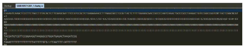 Figure 3: 3 example sequences from the 56,565,928 reads. The read with the identification @2 consists only of unknown nucleotides "N" and the worst quality score "!".