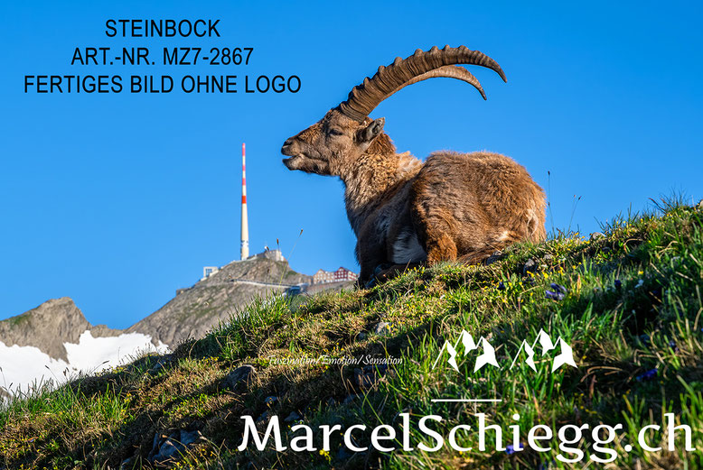 Säntis, Alter Säntis, Steinbock, Säntis der Berg