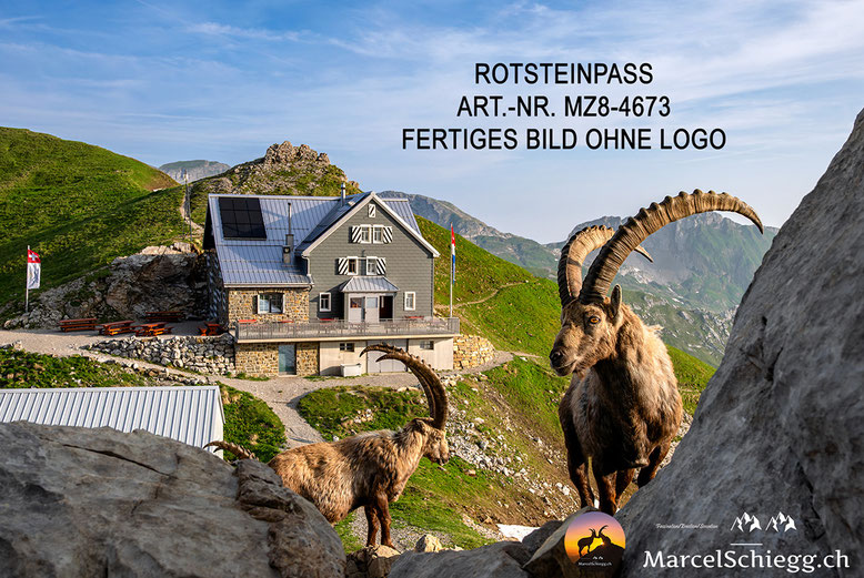 Rotsteinpass, Bilder Schweizer Alpen, Alpenfotografie, Bilder Alpstein, Alpsteinbilder, Steinbock Bilder
