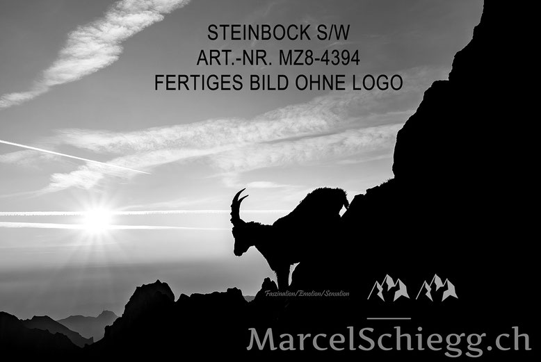 Marcel Schiegg, Alpensteinbock, Steinbock, schwarz-weiss