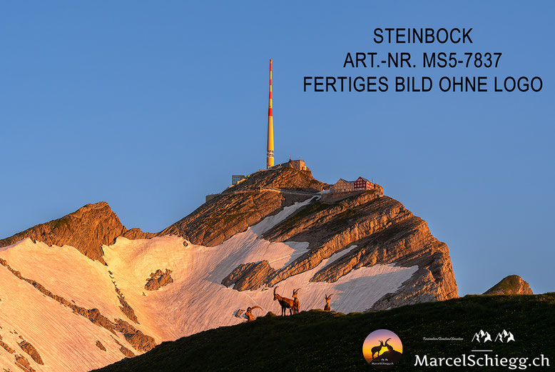 Säntis, Alter Säntis, Steinbock, Säntis der Berg