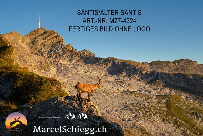Säntis, Alter Säntis, Steinbock, Berggasthaus Alter Säntis