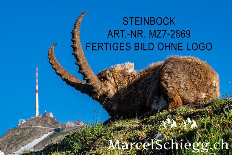 Säntis, Alter Säntis, Steinbock, Säntis der Berg