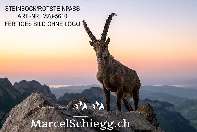 Marcel Schiegg, Berggasthaus Rotsteinpass, Rotsteinpass, Steinbock