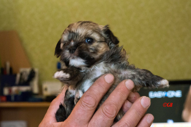 Ich bin schon eine Hand voll Hund. Bolonka Zwetna Welpe 33 Tage alt.