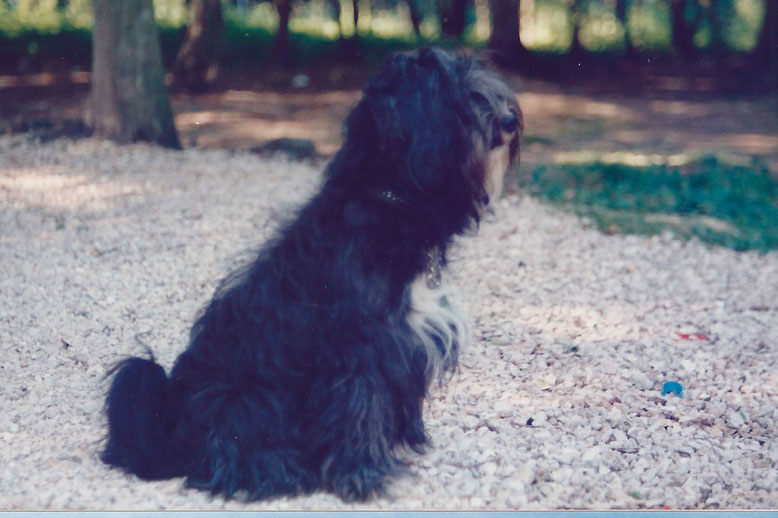 Tibetterrier Norbu