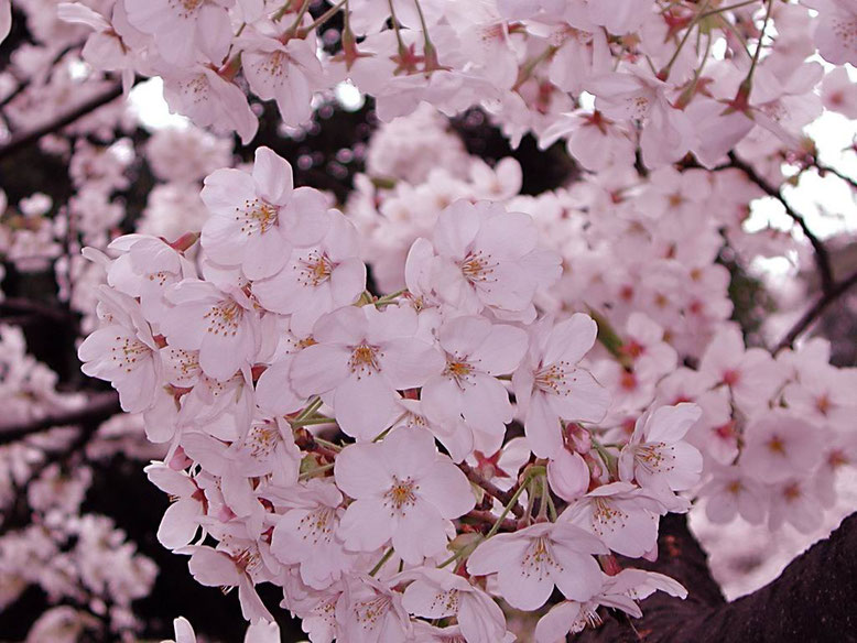 Zipangu Arts Tokyo Image ゚* 凛として可憐な日本の国花 *゚