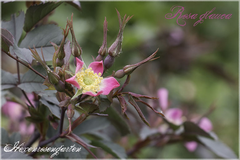 Rosen Rosenblog Hexenrosengarten Hexenrosengarten Rosiger Adventskalender Rosa Glauca Hechtrose