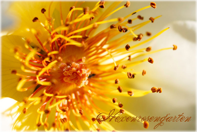 Rosen Hexenrosengarten Staubgefäße Golden Wings