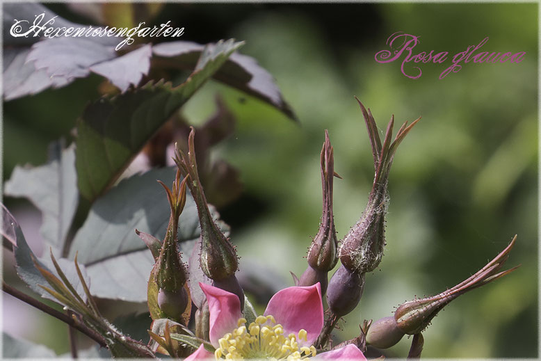 Rosen Rosenblog Hexenrosengarten Hexenrosengarten Rosiger Adventskalender Rosa Glauca Hechtrose