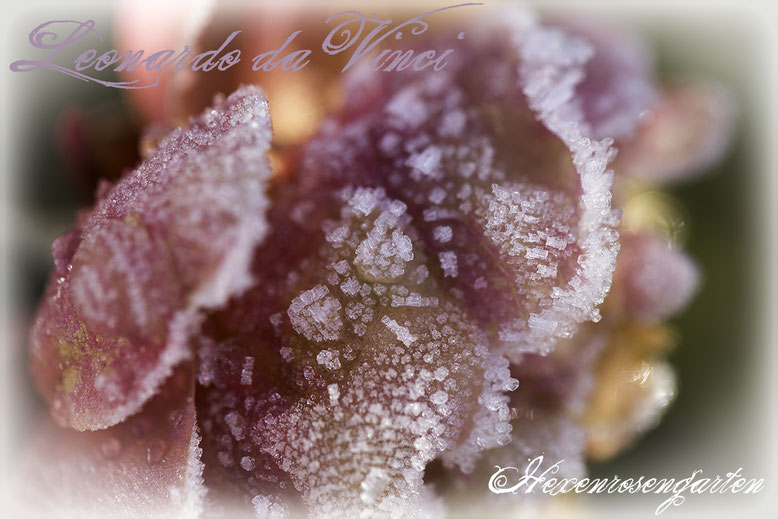 Rosiger Adventskalender im Hexenrosengarten - Rose Leonardo da Vinci - Floribundarose von Meilland