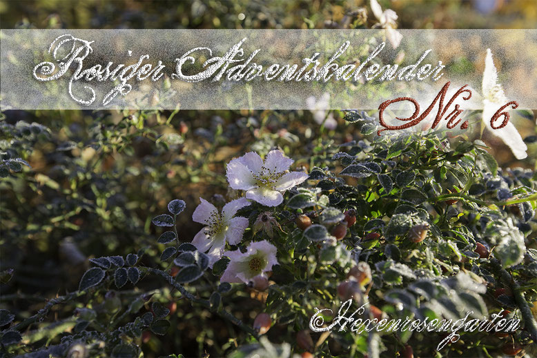 Rosiger Adventskalender im Hexenrosengarten