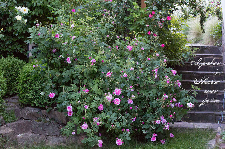 Rosen Rosenblog Hexenrosengarten Ispahan Damaszenerrose einmalblühend gefüllt Duftrose rosa Alte Rosen Rosiger Adventskalender