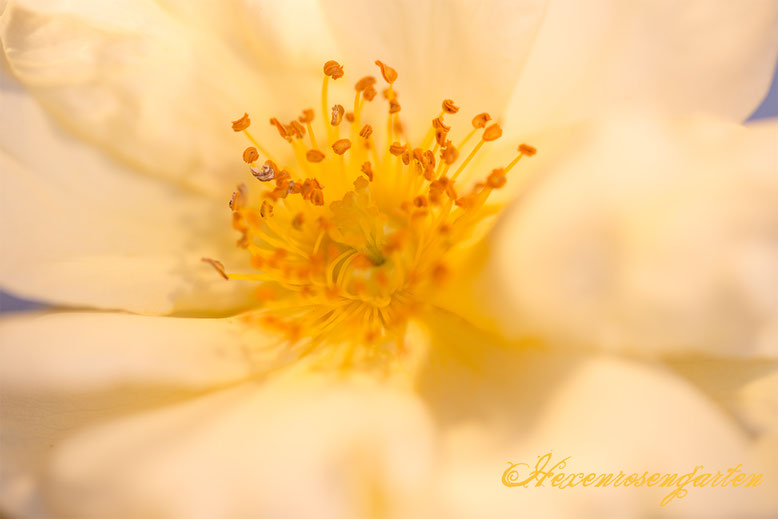 Rosiger Adventskalender im Hexenrosengarten - Faszinierende Insekten in den Rosenblüten