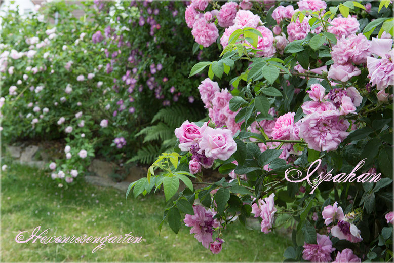 Rosen Rosenblog Hexenrosengarten Ispahan Damaszenerrose einmalblühend gefüllt Duftrose rosa Alte Rosen Rosiger Adventskalender