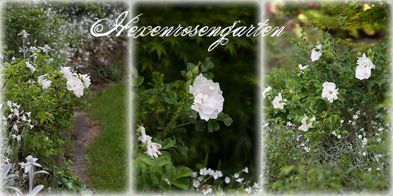 Rosen Blüte Hexenrosengarten Garten Rosenblog Frühling White Roadrunner Rugosa weiß