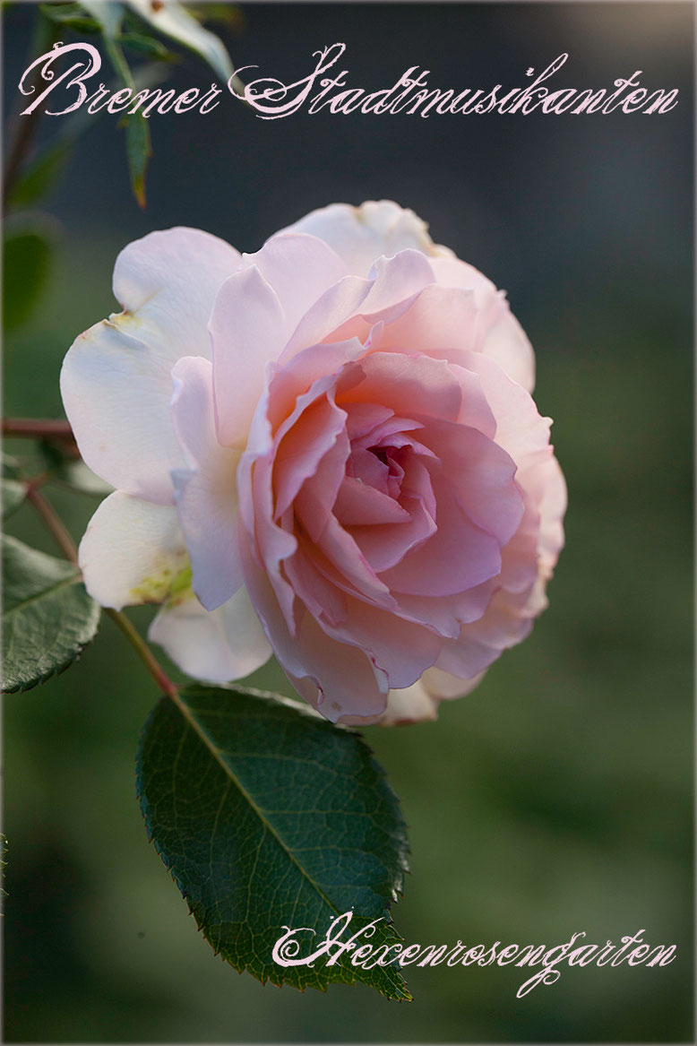 Rosen Rosenblog Hexenrosengarten cremerosa Kordes Strauchrose Bremer Stadtmusikanten Belami Pearl Rosiger Adventskalender