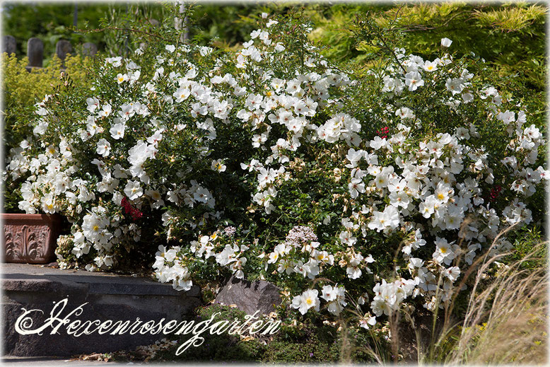 Hexenrosengarten Rosen Sonnenröschen