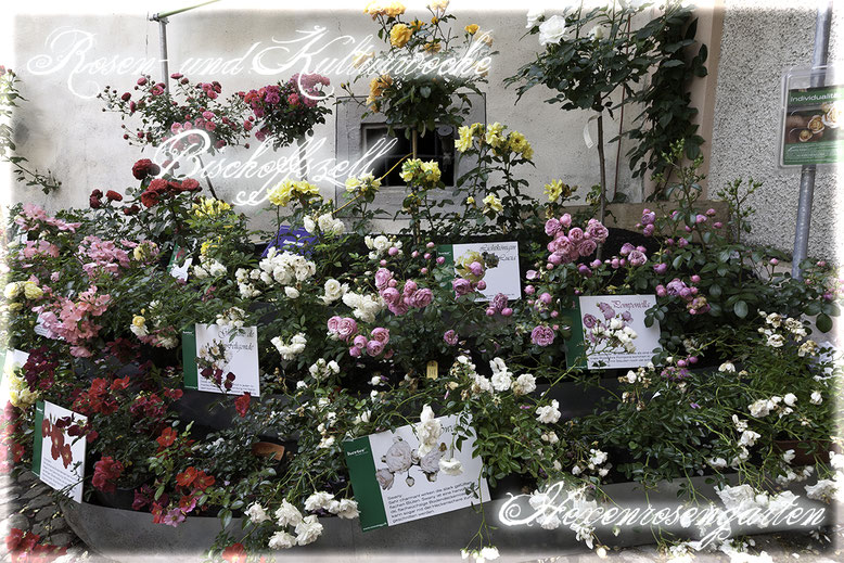 Rosenblog Hexenrosengarten Rosiger Adventskalender Rosen- und Kulturwoche Bischoffszell