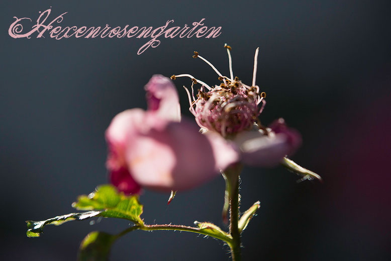 Rosen Hexenrosengarten Summerwine Staubgefäße