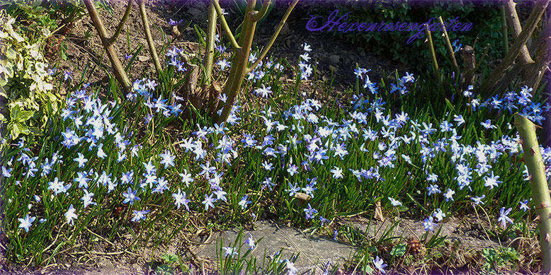 Rosen Rosenblog Hexenrosengarten blau Foerster Zwiebelblume Schneestolz Chinodoxa Unterpflanzung