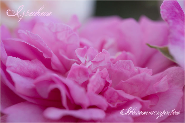 Rosen Rosenblog Hexenrosengarten Ispahan Damaszenerrose einmalblühend gefüllt Duftrose rosa Alte Rosen Rosiger Adventskalender