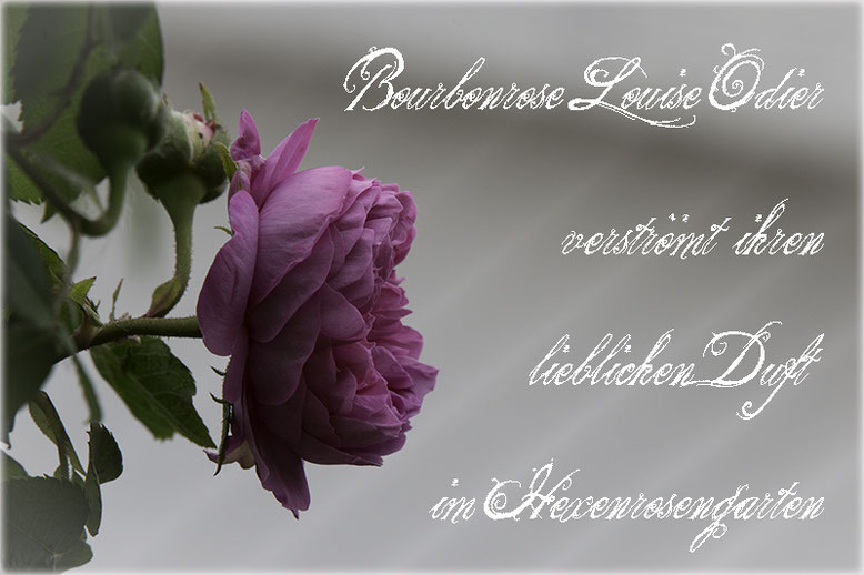 Rosen Hexenrosengarten Rosenblog  Bourbon Rose rosa Louise Odier