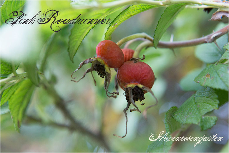 Rosen Rosenblog Hexenrosengarten Kordes Uhl Rugosa Pink Roadrunner Rosiger Adventskalender