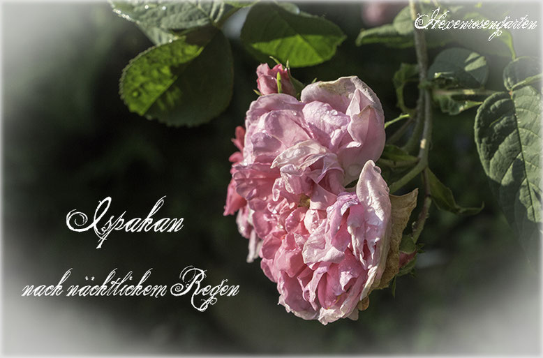 Rosen Hexenrosengarten Rosenblog Damaszenerrose Ispahan Duftrosen Tropfen