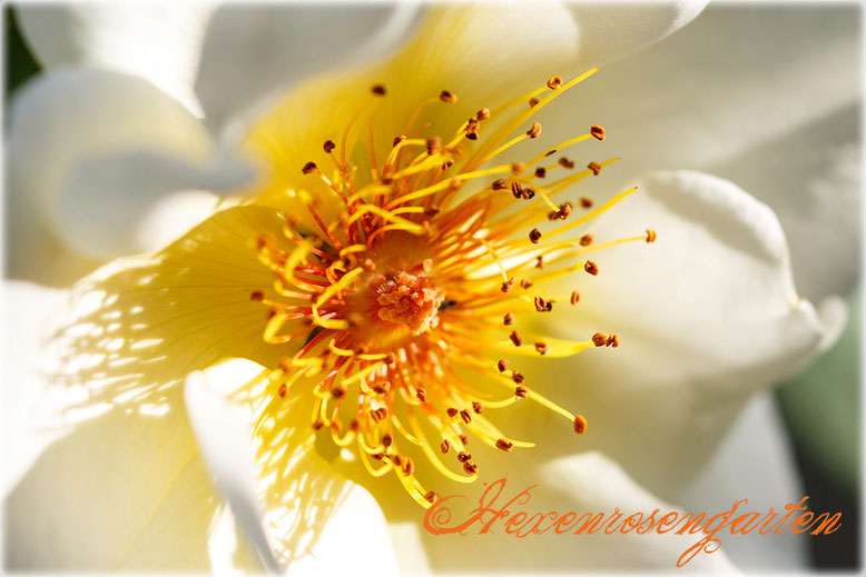 Rosen Hexenrosengarten Golden Wings Staubgefäße