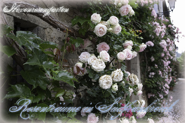 Rosenblog Hexenrosengarten Rosiger Adventskalender Rosenträume in Südfrankreich: Eden Rose 85 Syn. Pierre de Ronsard