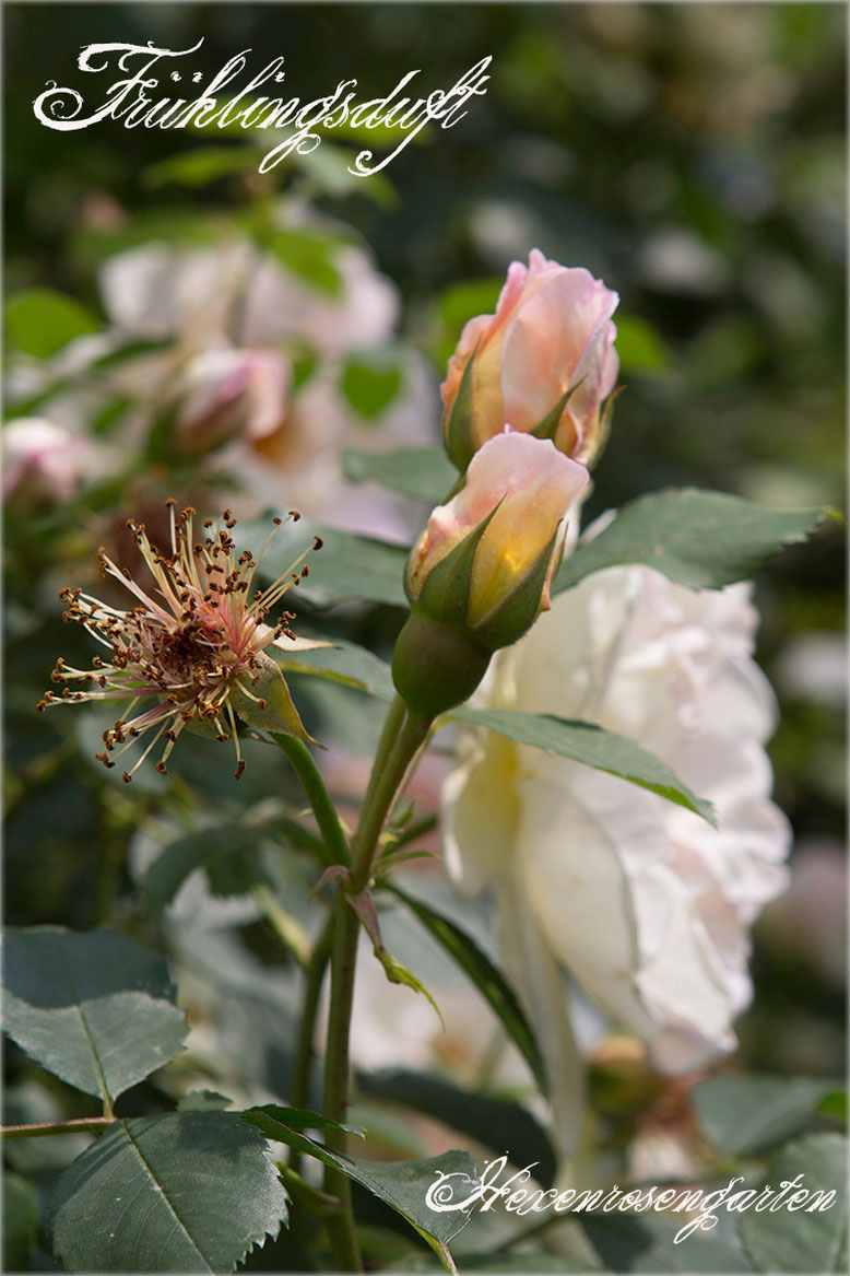 Rosen Rosenblog Hexenrosengarten Kordes Strauchrose Duft Frühlingsrose Rosa pimpinellfolia gelb abricot creme Rosiger Adventskalender