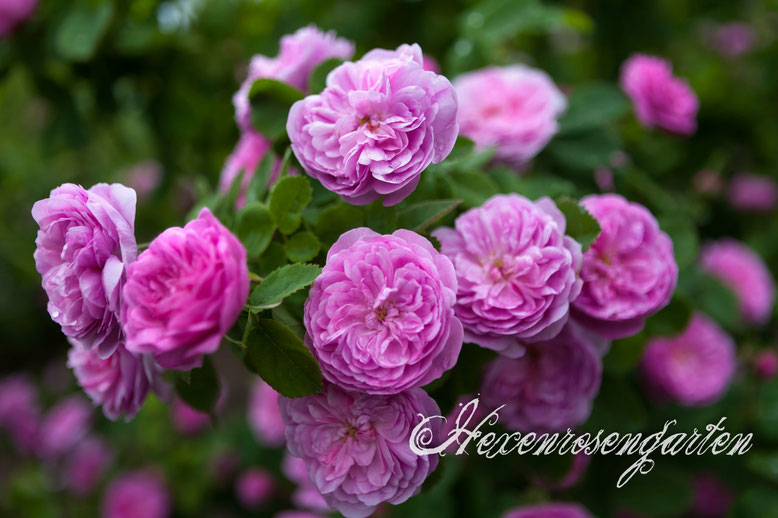 Rosa Centifolia Zentifolie Rose Spong