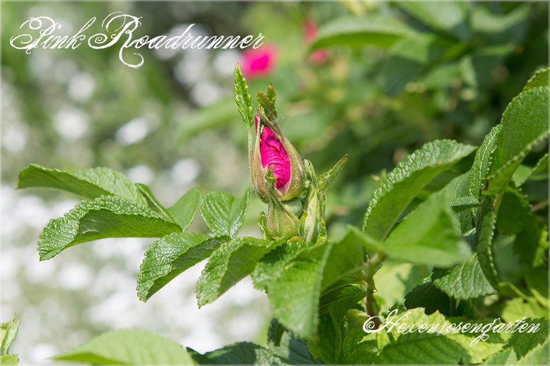 Rosen Rosenblog Hexenrosengarten Kordes Uhl Rugosa Pink Roadrunner Rosiger Adventskalender