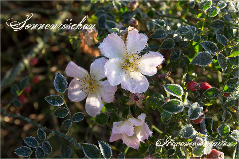 Rosen Rosenblog Hexenrosengarten Kordes Sonnenröschen Staubgefäße Zwergrose Bodendeckerrose Mauerkrone Rosiger Adventskalender