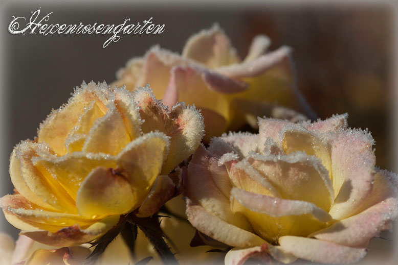 Rosen Rosenblog Hexenrosengarten  Kordes Gelber Engel