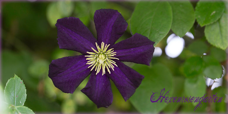 Rosen Rosenblog Hexenrosengarten Blau Foerster Clematis Romantika