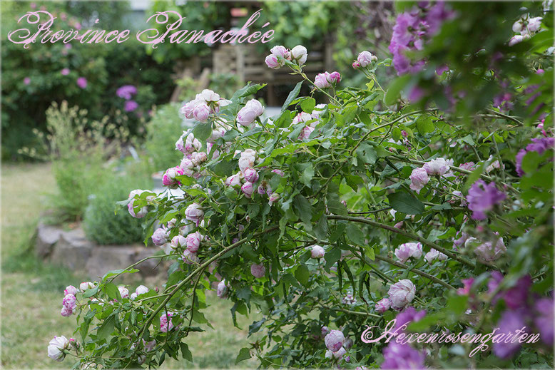 Rosen Rosenblog Hexenrosengarten Bourbonrose Ile de Bourbon Fontaine Province Panachee gestreift weiß lila Rosiger Adventskalender