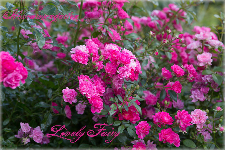 Rosen Rosenblog Hexenrosengarten Kleinstrauchrose pink Lovely Fairy Dickson Rosiger Adventskalender
