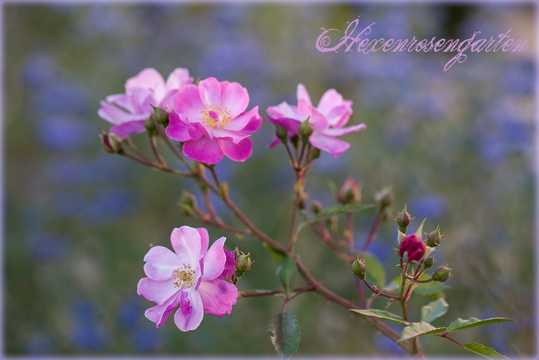 Rosen Rosenblog Hexenrosengarten blau Lavender Dream Kleinstrauchrose Bartblume Caryopteris Blauquirl Lavendel