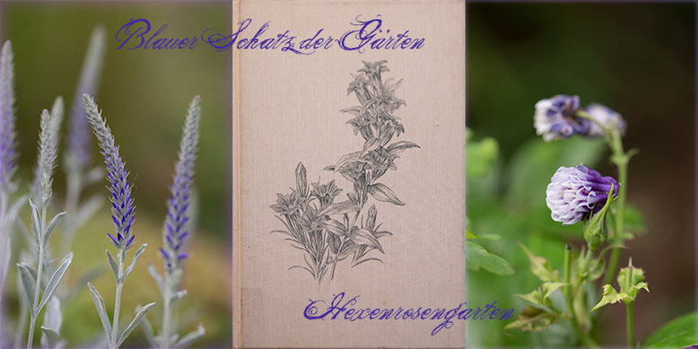 Blau ist keine bloße Farbe Hexenrosengarten