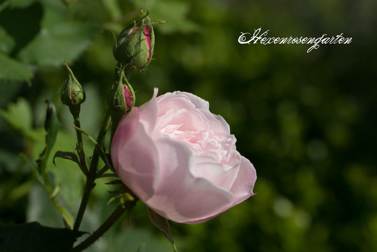 Hexensrosengarten Rosen Bourbonrose