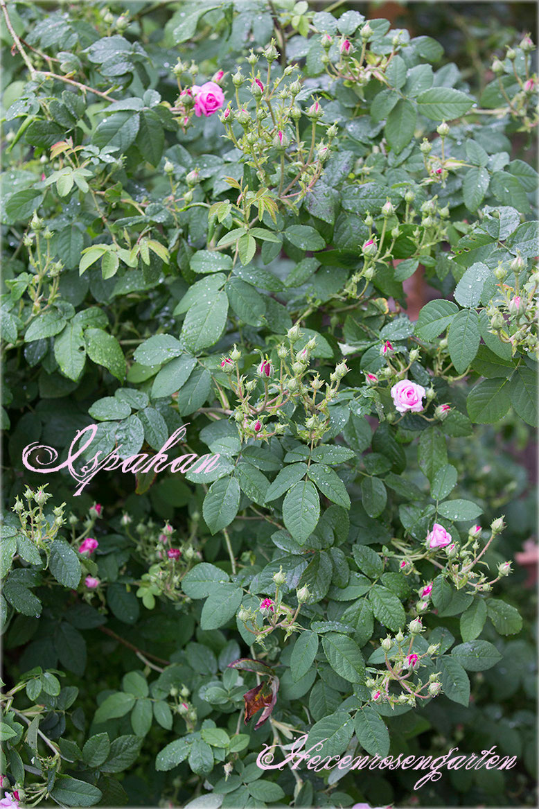 Rosen Rosenblog Hexenrosengarten Ispahan Damaszenerrose einmalblühend gefüllt Duftrose rosa Alte Rosen Rosiger Adventskalender