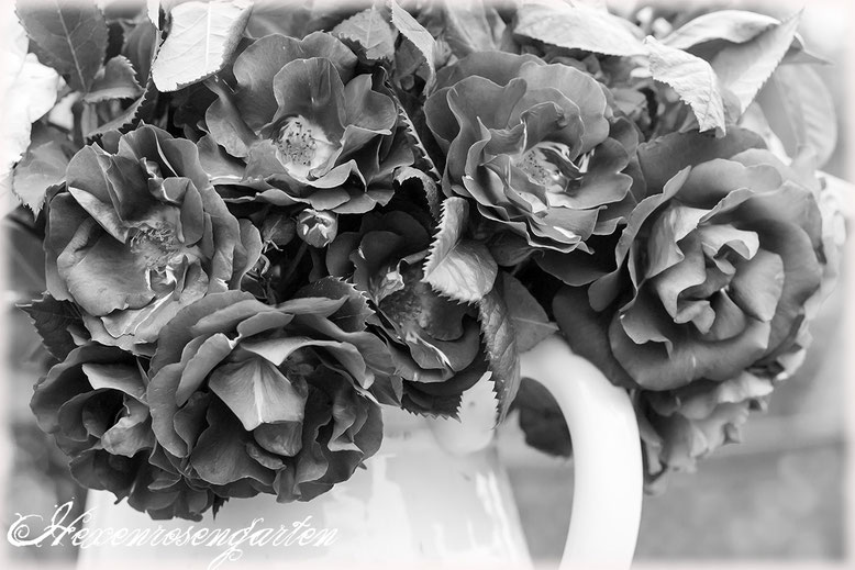 Rosenblog Hexenrosengarten Rosiger Adventskalender Rose Rhapsody in Blue Strauß schwarz-weiß