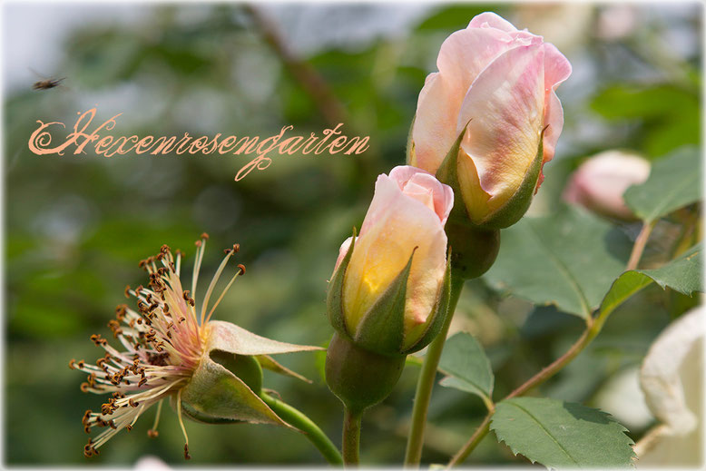 Hexenrosengarten Rosen Frühlingsduft Knospe Staubgefäße