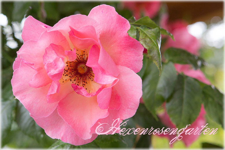 Rosen Hexenrosengarten Summerwine Kletterrose Staubgefäße